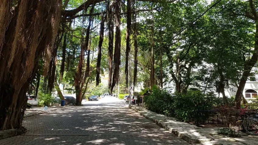 una calle con arboles alrededor en castillo de arena playacar