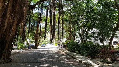 una calle con arboles alrededor en castillo de arena playacar